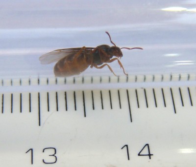 5 Lasius Flavus von seitlich .jpg