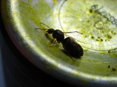 Lasius niger Königin.JPG