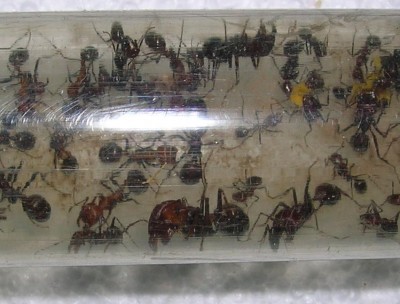 Messor cephalotes major worker.JPG