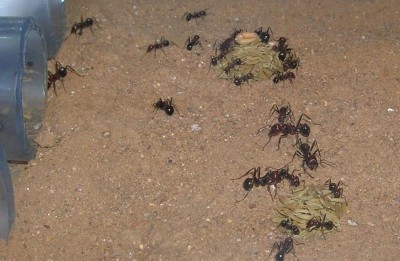 Messor cephalotes (sept. 2009).JPG