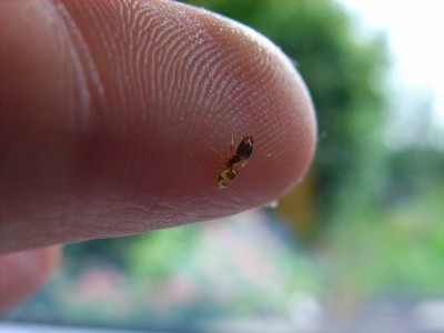 Pheidole pallidula Soldat auf meinem Finger.JPG