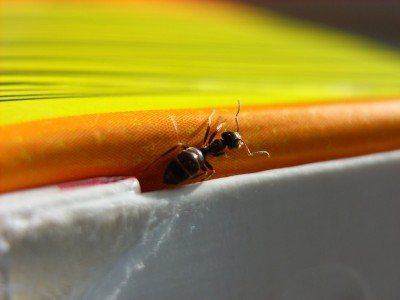 Lasius niger Arbeiterin 3.JPG