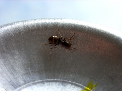 Lasius niger Arbeiterin 2.JPG