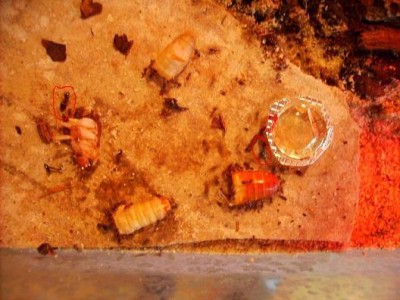 Pheidole pallidula met eten.JPG