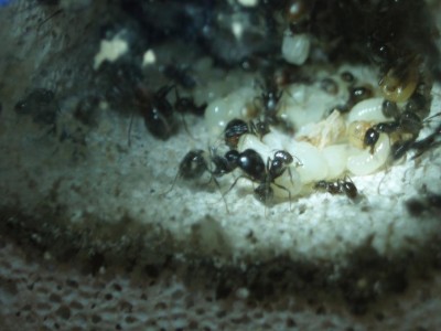 Kópia – P5260118.JPG