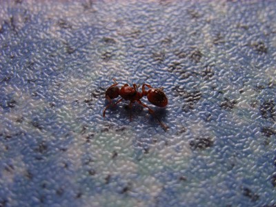 Myrmica sp. Königin.JPG