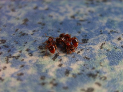 Myrmica sp. Könign 123.JPG