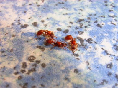 Myrmica sp. Königinnen 1.JPG