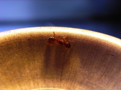 Myrmica sp. Königin 010.jpg