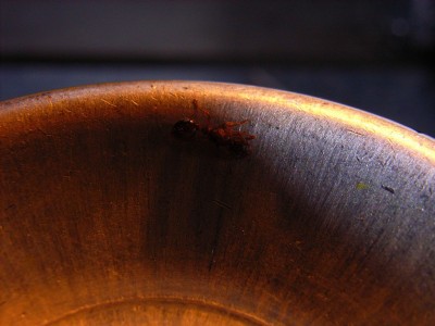 Myrmica sp. Königin 013.jpg