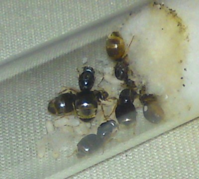 Lasius flavus.jpg