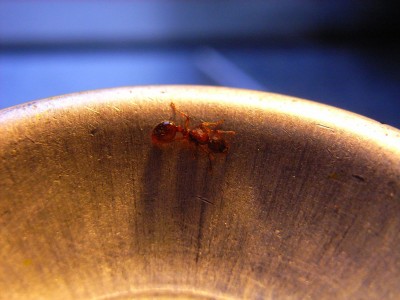 Myrmica sp. Königin 012.jpg