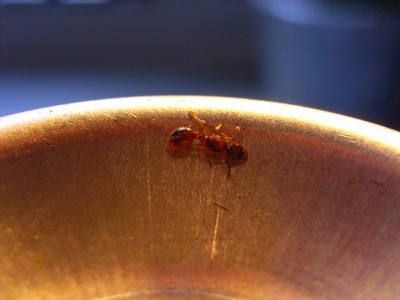 Myrmica sp. Königin 011.jpg