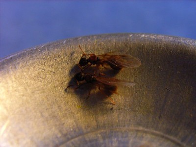Myrmica sp. Königinnen 6.JPG