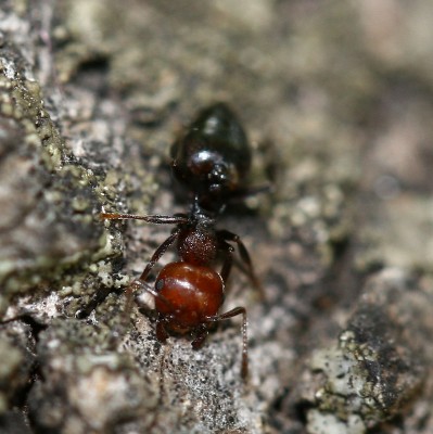 Crematogaster.jpg