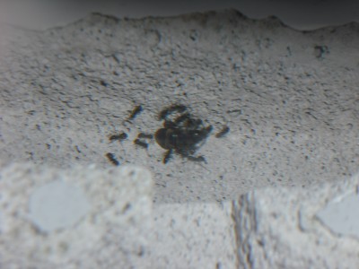 lewis picture 2 487.jpg