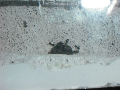 lewis picture 2 486.jpg