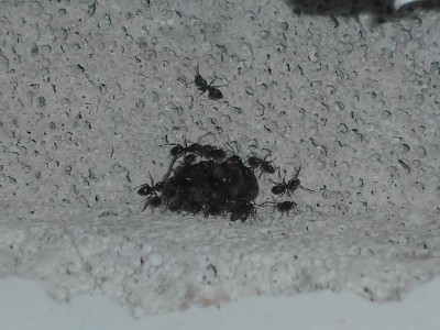 lewis picture 2 481.jpg