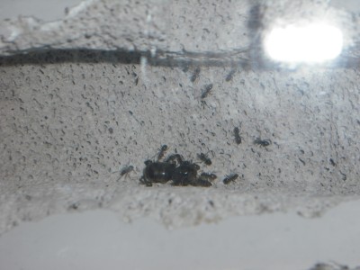 lewis picture 2 488.jpg