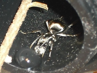 lewis picture 2 278.jpg