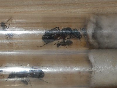 lewis picture 2 451.jpg