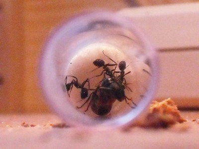 lewis picture 2 495.jpg