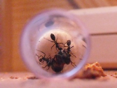 lewis picture 2 496.jpg