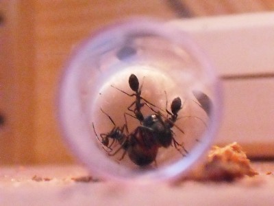 lewis picture 2 497.jpg