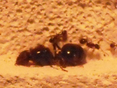 lewis picture 2 505.jpg