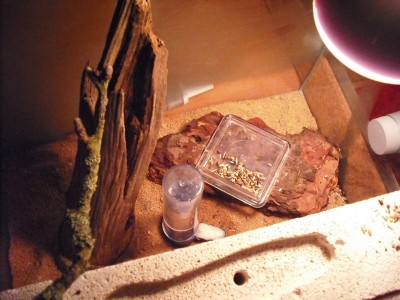 lewis picture 2 510.jpg