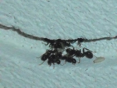 lewis picture 2 508.jpg