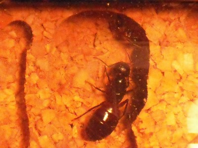 lewis picture 2 515.jpg