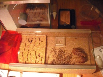 lewis picture 2 516.jpg