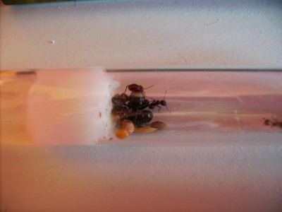 Messor barbarus konigin met werksters.JPG