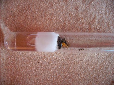 Messor barbarus konigin met werksters 3.JPG