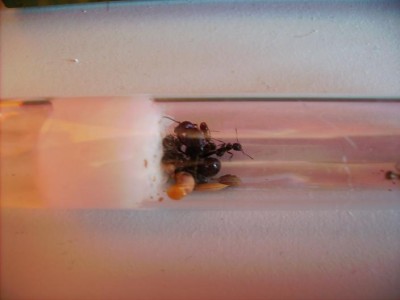 Messor barbarus konigin met werksters 2.JPG