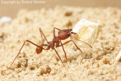 Atta und Haferflocken-2-450+C.JPG