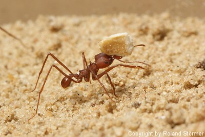 Atta und Haferflocken-3-450+C.JPG