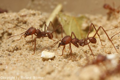 Atta und Haferflocken-5-450+C.JPG