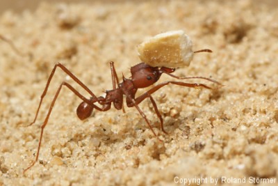 Atta und Haferflocken-11-450+C.JPG