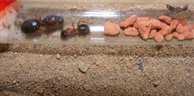 camponotus nigriceps2.JPG