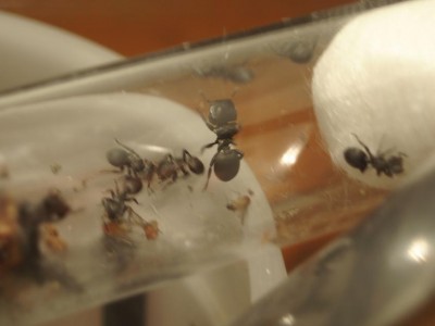 Kópia – PB180172.JPG