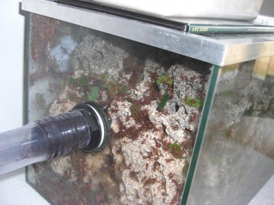 Hier das ehemalig volle Pilzbecken. Ist nicht viel verschwunden, aber vor 2 Tagen war wesentlich mehr verschwunden. Alles wieder gut ? Sieht so aus. / CIMG0734.JPG CIMG0734.JPG