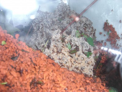 Hier der Pilz im ehemaligen Futterbecken von vorne. / CIMG0732.JPG CIMG0732.JPG