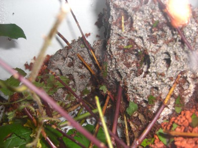 Hier der Pilz im ehemaligen Futterbecken von der anderen Seite. Ist schwer zu fotographieren, wegen der Luftfeuchtigkeit. / CIMG0733.JPG CIMG0733.JPG