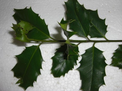 Wer weiß, um was es sich handelt ? / CIMG0735.JPG CIMG0735.JPG