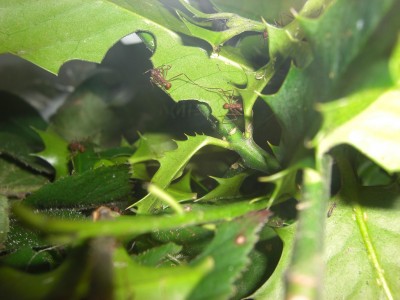 Nur ein kleiner Teil der Schneideaktion, wollte nicht mehr als ein Bild machen. Reicht denke ich aus. / CIMG0737.JPG CIMG0737.JPG