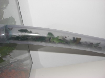 Hier werden die Blattstücke anscheinend zwischengelagert und nach und nach abtransportiert. / CIMG0740.JPG CIMG0740.JPG