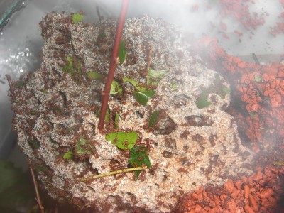 Und dort landet ein Teil der Blätter, der Rest geht direkt zum Hauptpilz, damit die alte Stärke wieder hergestellt wird. Gut zu sehen ist auch der Glanz der Blattstücke. / CIMG0736.JPG CIMG0736.JPG