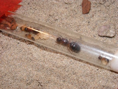 camponotus nigriceps.JPG